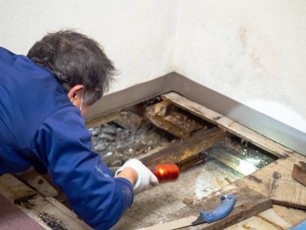 Best Toxic Mold Removal  in Blue Island, IL