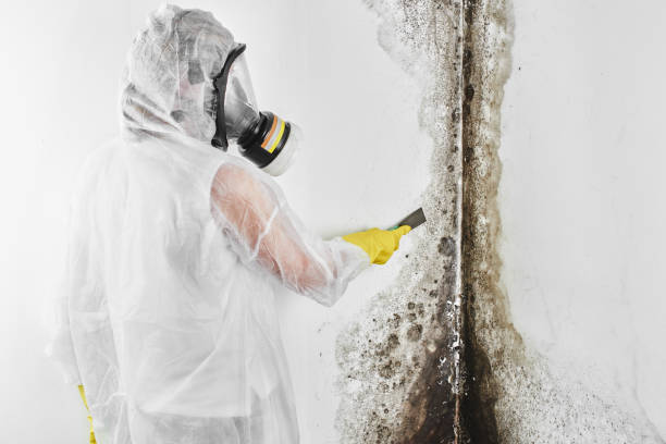 Best Attic Mold Removal  in Blue Island, IL