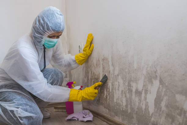 Blue Island, IL Mold Removal Company