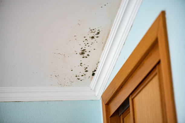 Best Local Mold Removal Service  in Blue Island, IL