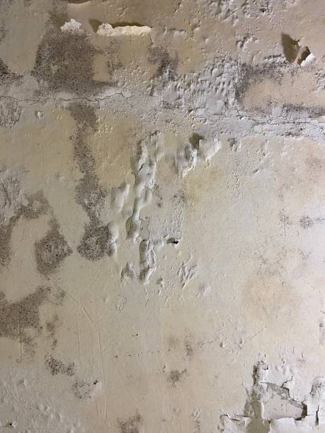 Best Toxic Mold Removal  in Blue Island, IL