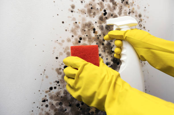 Mold Removal and Inspection in Blue Island, IL
