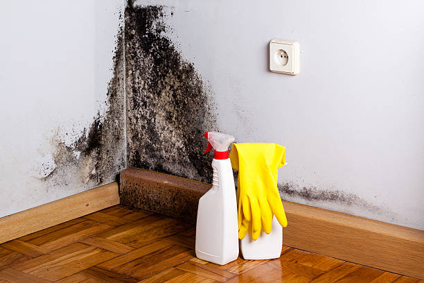 Best Attic Mold Removal  in Blue Island, IL